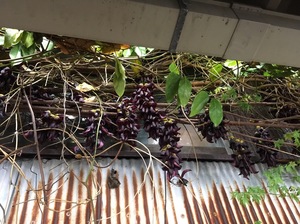 IMG_2929.JPG